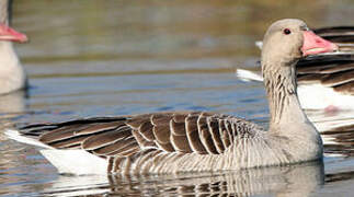 Greylag Goose