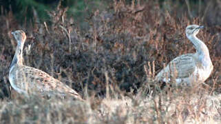 Macqueen's Bustard