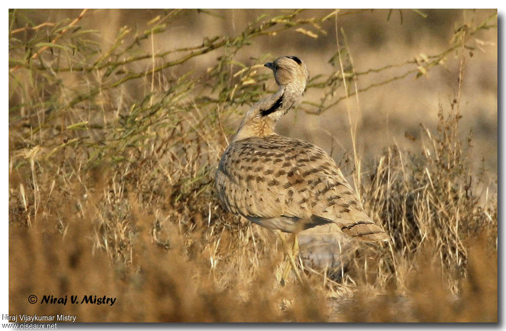 Macqueen's Bustard male adult, habitat, camouflage, pigmentation