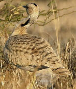 Asian Houbara