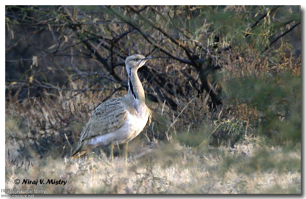 Macqueen's Bustard male adult, identification