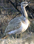 Asian Houbara