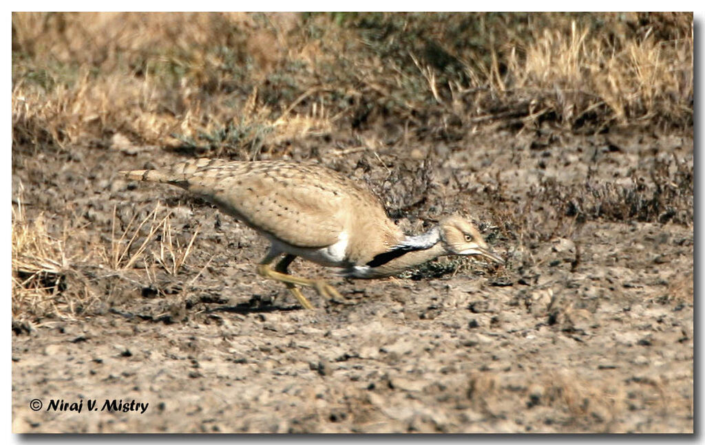 Macqueen's Bustard male