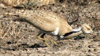 Asian Houbara