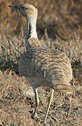 Asian Houbara