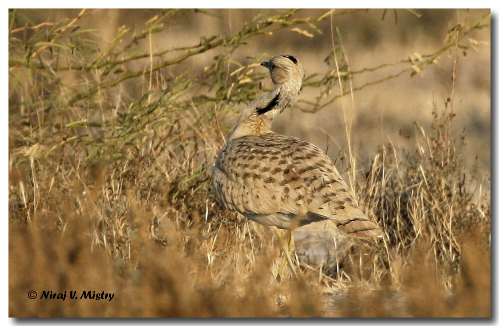 Macqueen's Bustard male