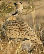 Asian Houbara