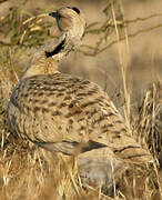 Macqueen's Bustard