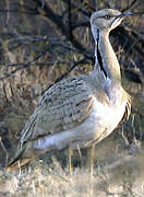 Asian Houbara