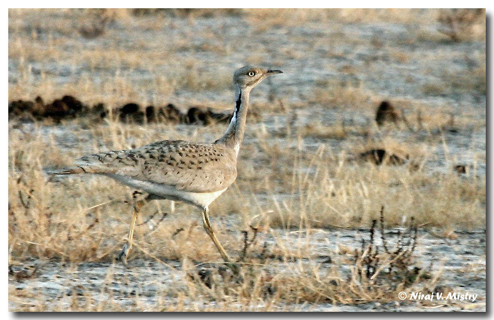 Asian Houbara