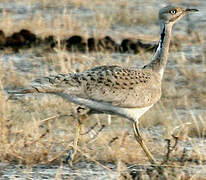 Macqueen's Bustard