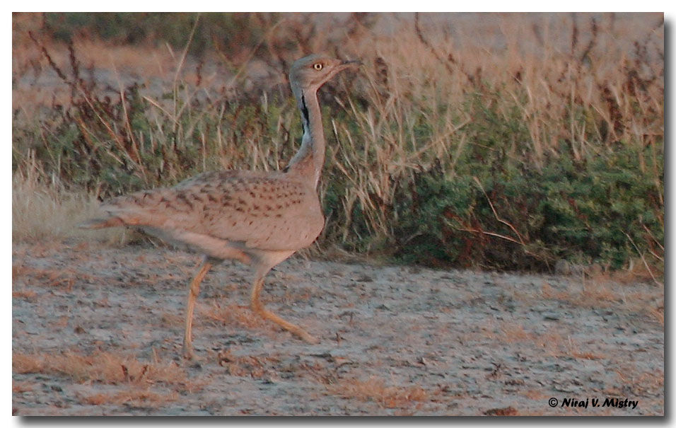 Macqueen's Bustard