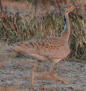 Macqueen's Bustard