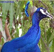 Indian Peafowl