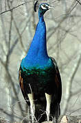 Indian Peafowl