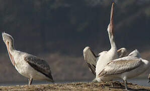 Dalmatian Pelican