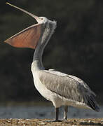 Dalmatian Pelican