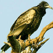 Egyptian Vulture