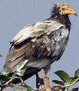 Egyptian Vulture