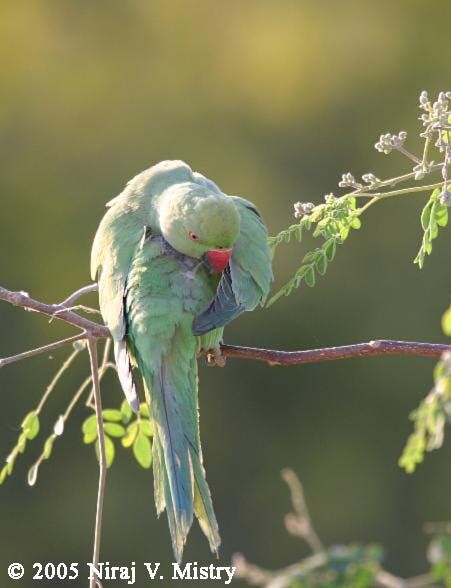 Rose-ringed Parakeet