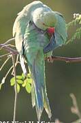 Rose-ringed Parakeet