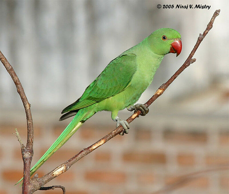 Rose-ringed Parakeet