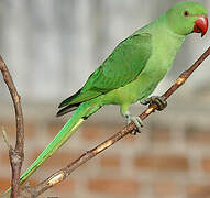 Rose-ringed Parakeet