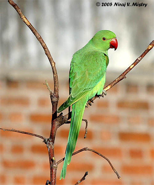 Rose-ringed Parakeet