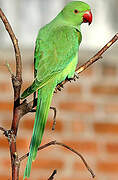 Rose-ringed Parakeet