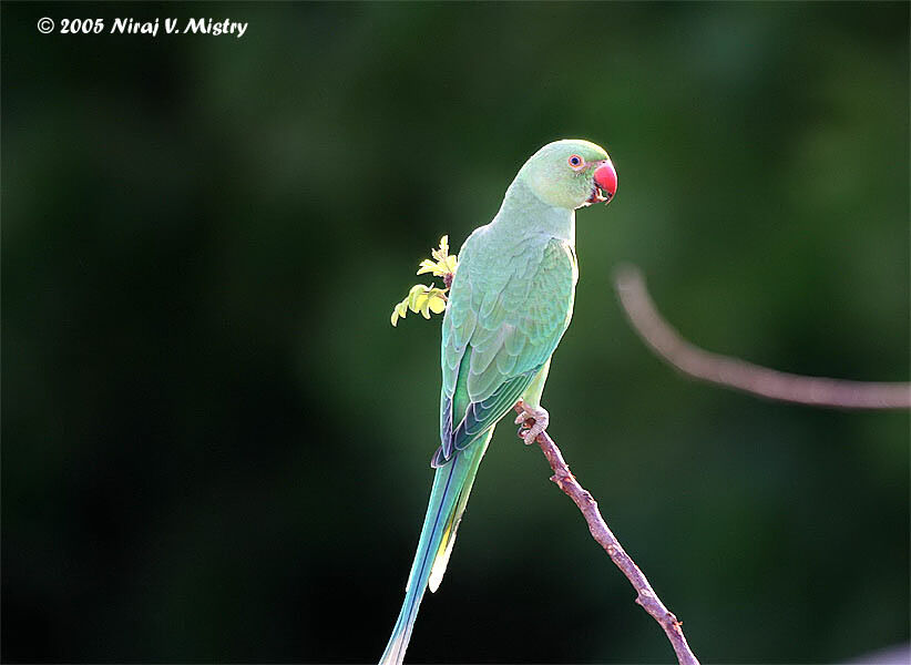 Rose-ringed Parakeet