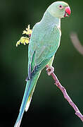 Rose-ringed Parakeet