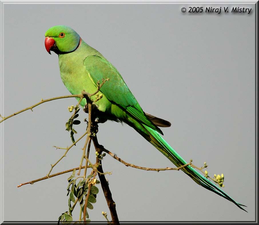 Rose-ringed Parakeet