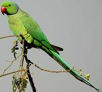 Rose-ringed Parakeet