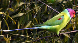 Plum-headed Parakeet