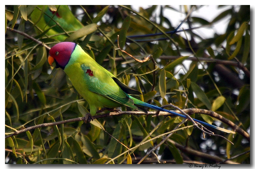 Plum-headed Parakeet male adult