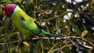 Plum-headed Parakeet