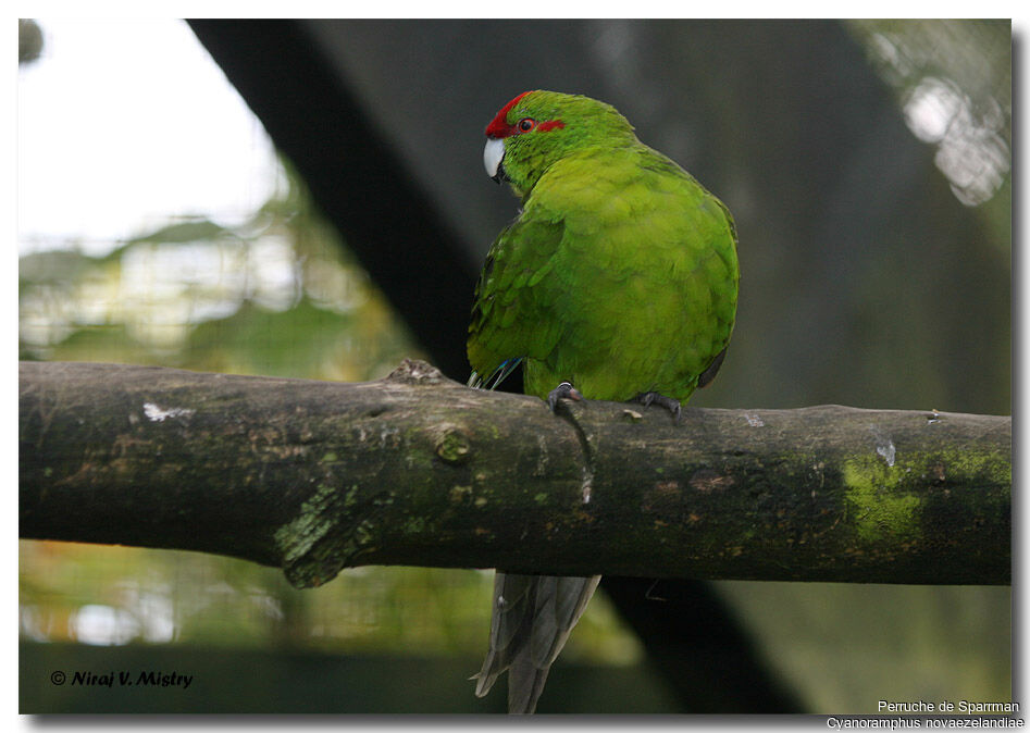 Red-crowned Parakeet