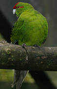 Red-crowned Parakeet