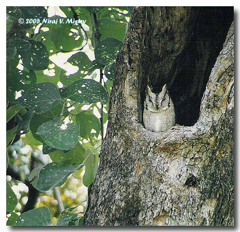 Collared Scops Owl