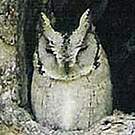 Petit-duc à collier