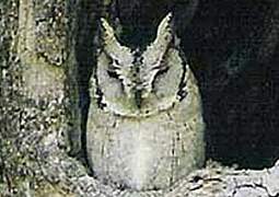 Collared Scops Owl