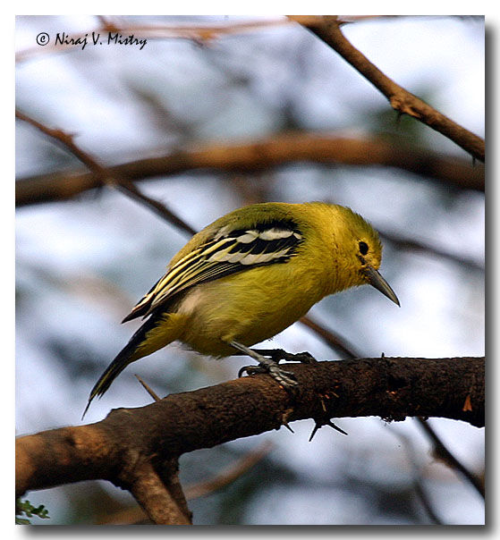 Common Iora