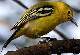 Common Iora