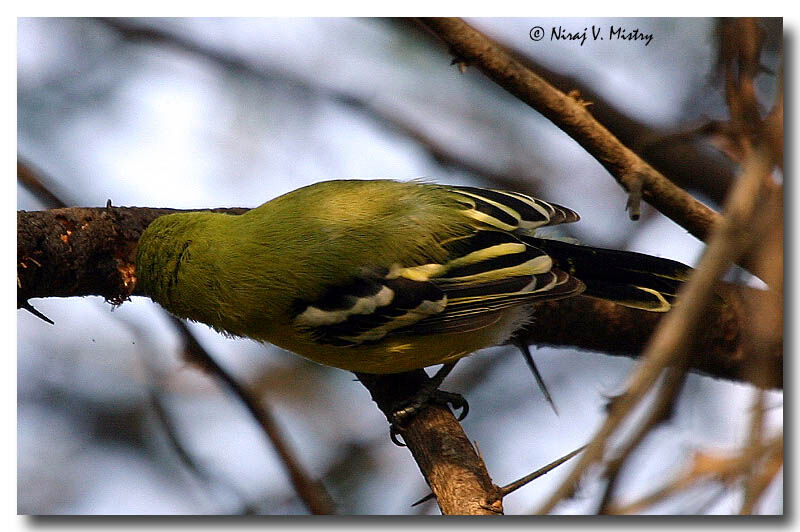 Common Iora