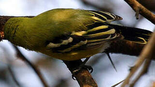 Common Iora