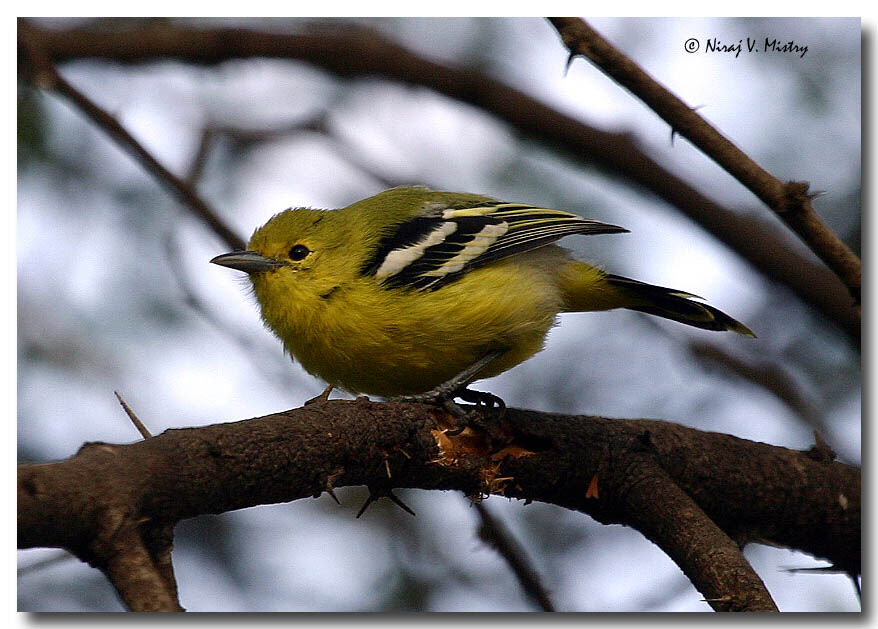 Common Iora