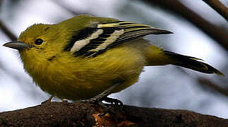 Common Iora