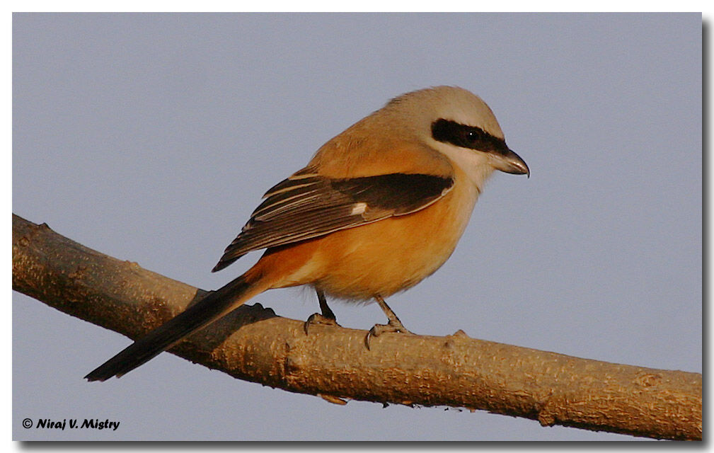 Long-tailed Shrike