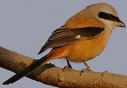 Long-tailed Shrike