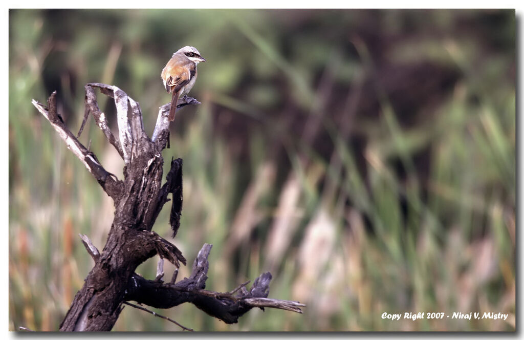 Long-tailed Shrike